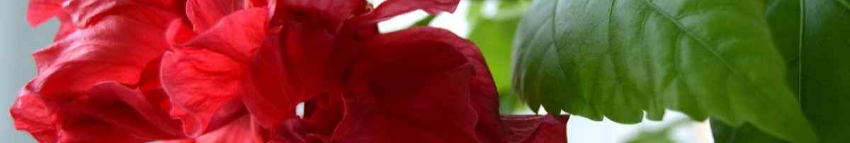 Гібіскус не цвіте роками? Один секрет, який змусить китайську троянду квітнути безперервно