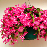 Як змусити цвісти шлюмбергера взимку: найкраще добриво, яке діє миттєво