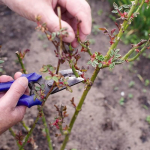 Як доглядати за трояндами навесні, щоб вони цвіли до осені