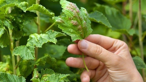 Червоні плями на смородині: що це означає і як рятувати кущі
