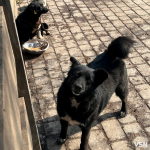 Яка ситуація з безпритульними тваринами в Луцьку?