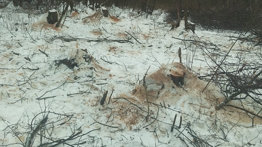 На Волині виявили незаконну вирубку лісу на 1,7 млн грн