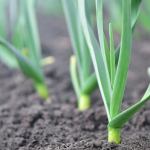 вирощування озимого часнику