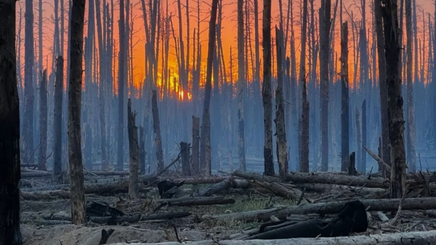 На Волині двоє чоловіків вирубали у лісі 13 сосен: як їх покарали