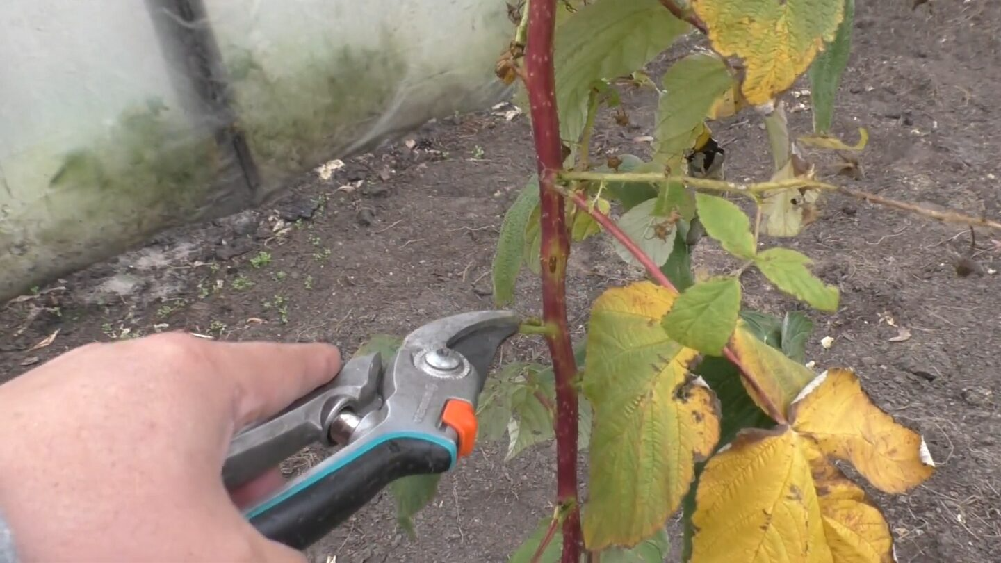 Не замерзає та завжди добре родить: як правильно підготувати малину до зими