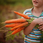 Яким добривом підживити моркву?