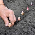 Посадіть озимий часник у ці дні листопада 2025, щоб отримати врожай величезних головок