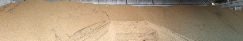 Ціна тримається, врожай стабільний: як волинські фермери завершили сезон сої