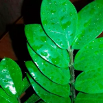 Чому заміокулькас «плаче»: що зробити, щоб врятувати доларове дерево