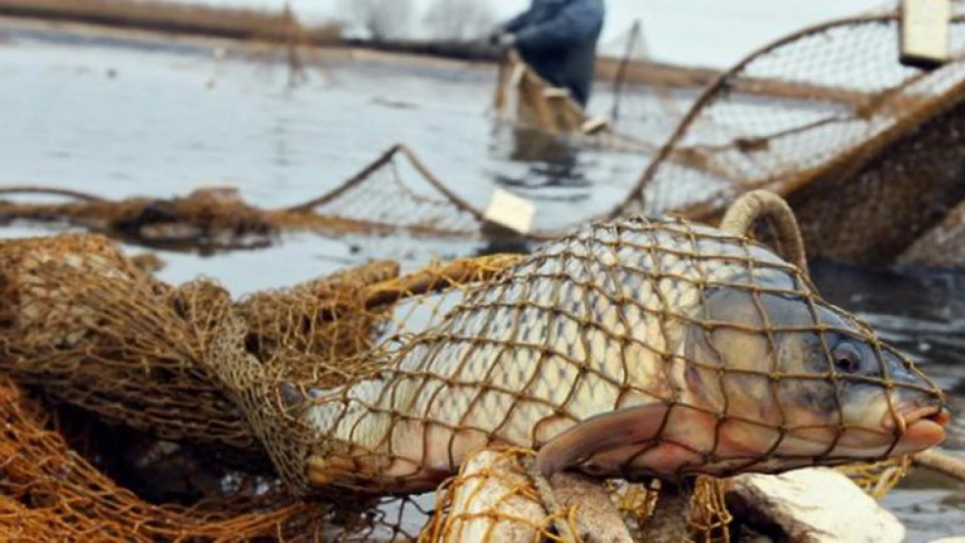 Наловили риби на понад пів мільйона: на Волині судитимуть трьох браконьєрів