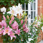 Виростуть високі і з великими квітами: як доглядати за ліліями навесні