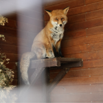 Лисиці в Луцьку: чи варто панікувати, якщо побачили тварину в місті