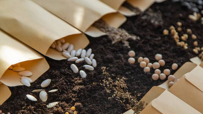 Скільки «живе» насіння: термін зберігання городніх культур