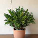 Як підживити, щоб заміокулькас випустив багато пагонів: найкраще добриво для «доларового дерева»