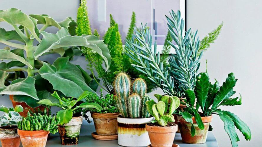 добриво для кімнатних рослин рецепт,