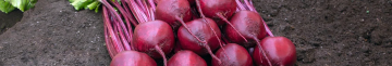 Найкращі сорти буряка для борщу і консервації: мають яскравий колір і солодкий смак