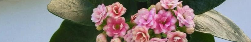 Як правильно доглядати за каланхое для тривалого цвітіння