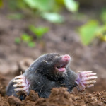 Як назавжди відлякати кротів з городу: простий спосіб