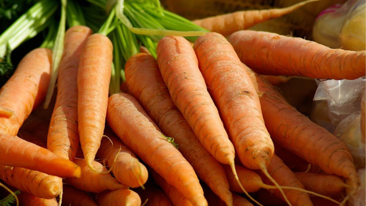 Посів моркви на зиму