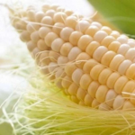 Без замочування насіння кукурудза сходить гірше: що обов'язково треба зробити перед посівом