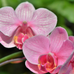 Найкраще добриво для цвітіння орхідеї взимку