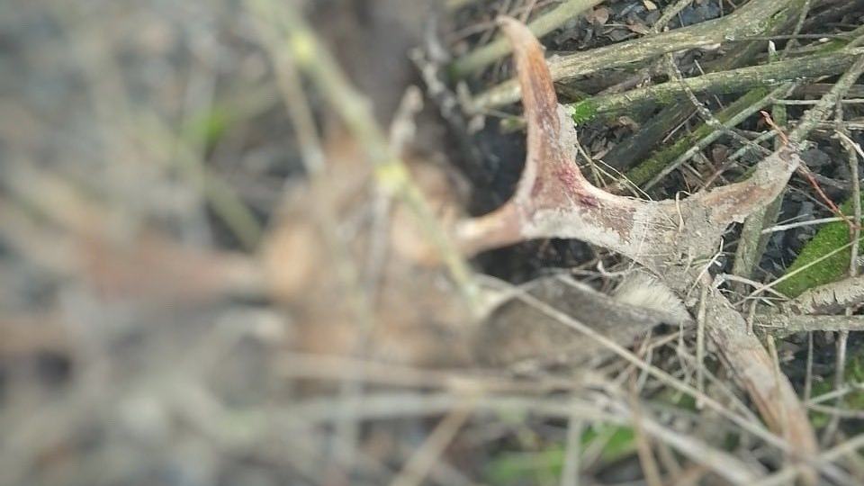 На Волині браконьєри вбили двох червонокнижних лосів