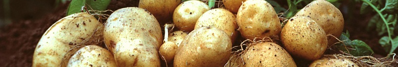 Картопля росте, як на дріжджах: потрібні лише листя та зола