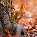 погода в україні в листопаді