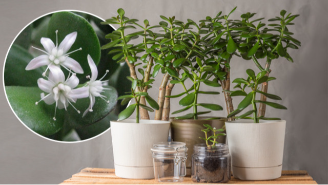 Розбагатієте без зусиль: де вдома тримати грошове дерево