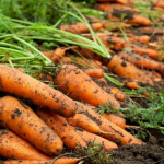 посів моркви, вирощування моркви