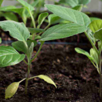 Коли сіяти перець і баклажани на розсаду у лютому 2026: сприятливі дати та заборонені дні за місячним календарем