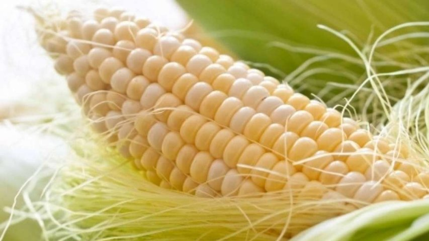 Без замочування насіння кукурудза сходить гірше: що обов'язково треба зробити перед посівом