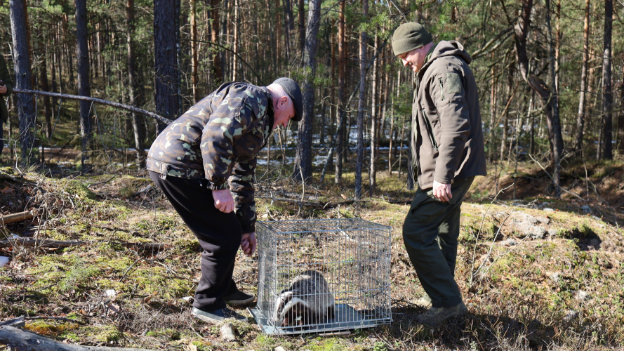 На Волині після зимової перетримки випустили у дику природу борсука