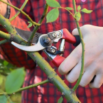 Навесні рослина потішить розкішними бутонами: як правильно обрізати троянди в січні