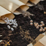 Скільки «живе» насіння: термін зберігання городніх культур