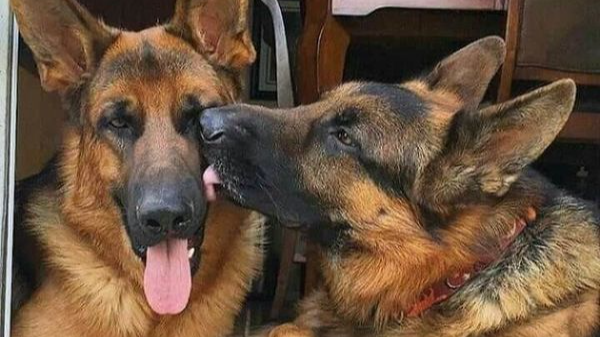 Григорія Мазурашу покусали собаки