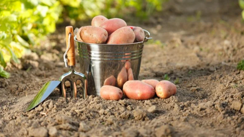 Яку картоплю садити у травні 2026 року: сорти, що дадуть великий урожай навіть після холодної весни