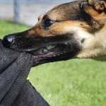 Вкусила односельчанку: як покарали волинянина, який не встежив за собакою