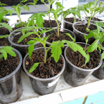 вирощування розсади помідорів