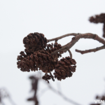 Мокрий сніг та ожеледиця на Волині: прогноз погоди на робочий тиждень