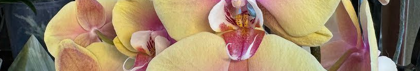 Орхідея взимку скидає бутони: як врятувати рослину