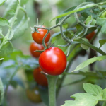 що посадити поруч з помідорами