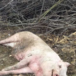 На Волині викинули тушу мертвої свині поблизу господарських полів