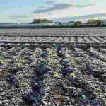 Найкращі добрива для ґрунту, добрива для городу