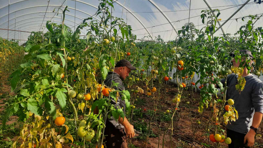 Від теплиць до супермаркетів: підприємство з Волині постачає овочі в найпотужніші супермаркети країни