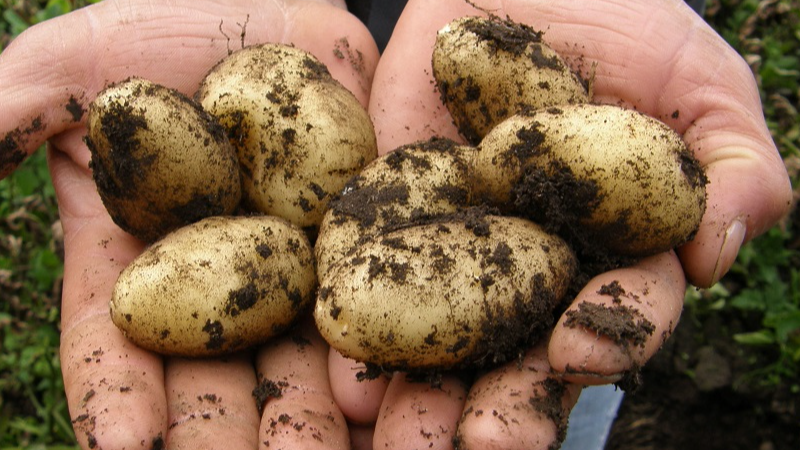 посадка картоплі, кращі сорти картоплі