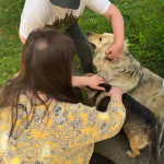 У Луцьку організували вісім пунктів безплатного щеплення тварин від сказу