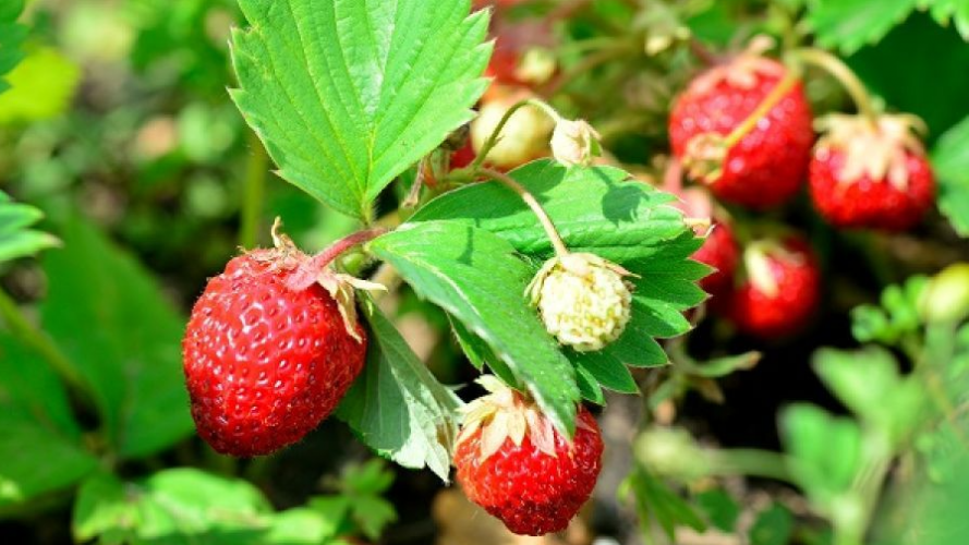 Отримаєте щедрий урожай полуниці: що потрібно зробити вже у квітні