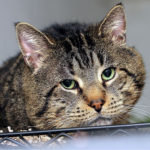 На Волині невідомі жорстоко вбили двох дорослих кішок та маленьке кошеня