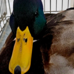 Не мав сил летіти: на Волині врятували дикого крижня